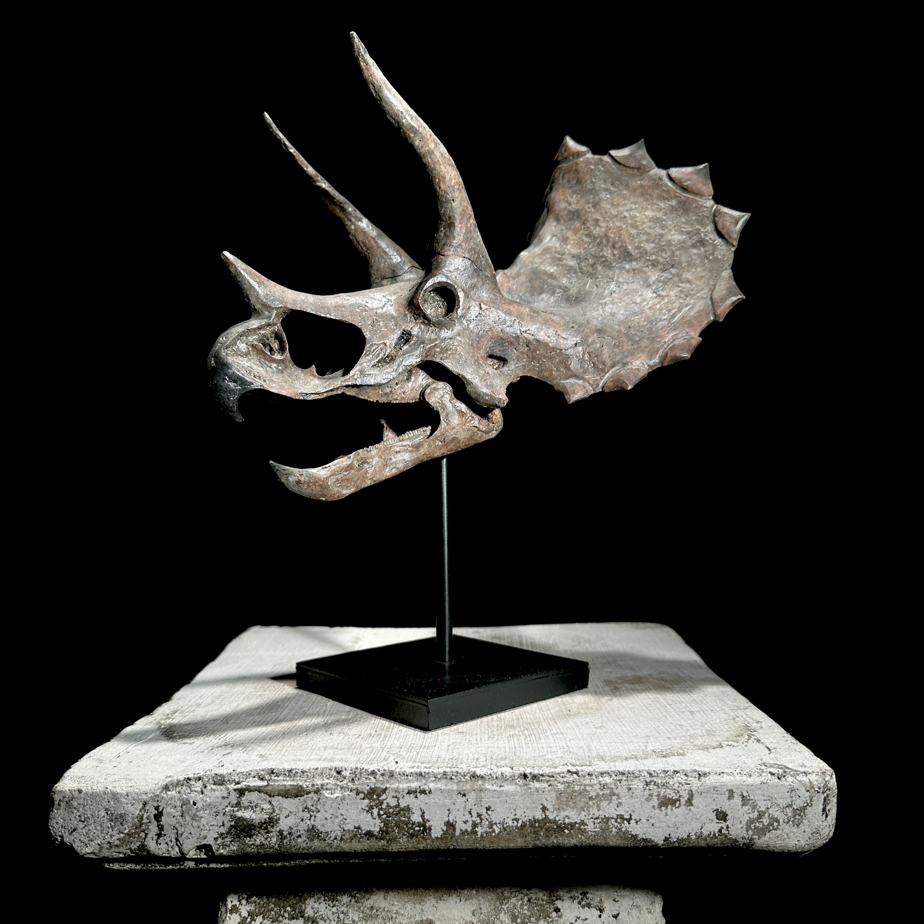 Triceratops Grey - RS003