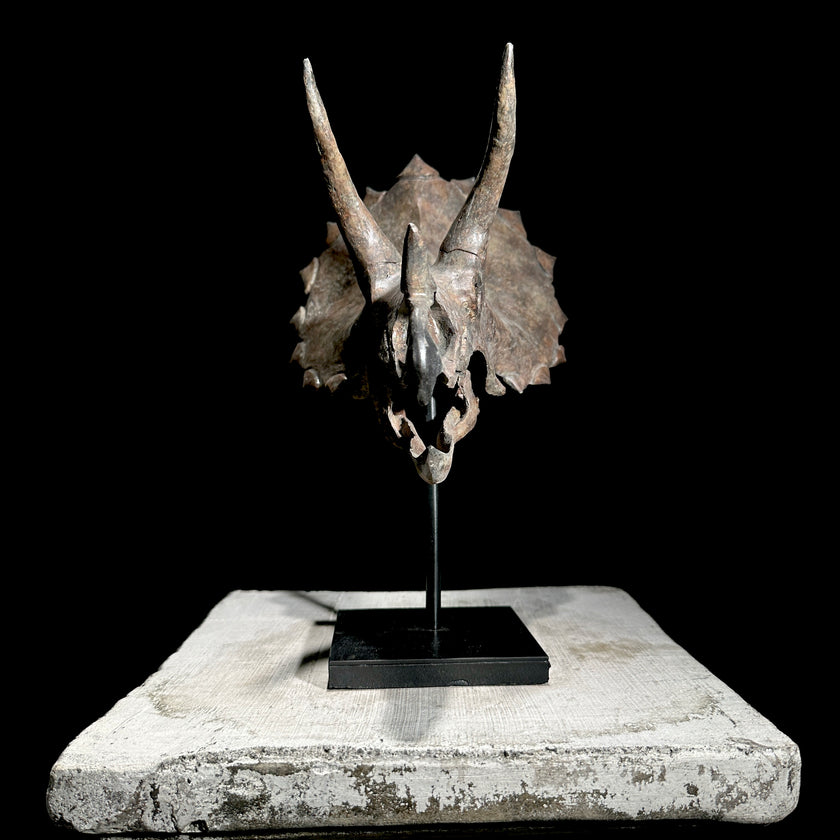 Triceratops Grey - RS003