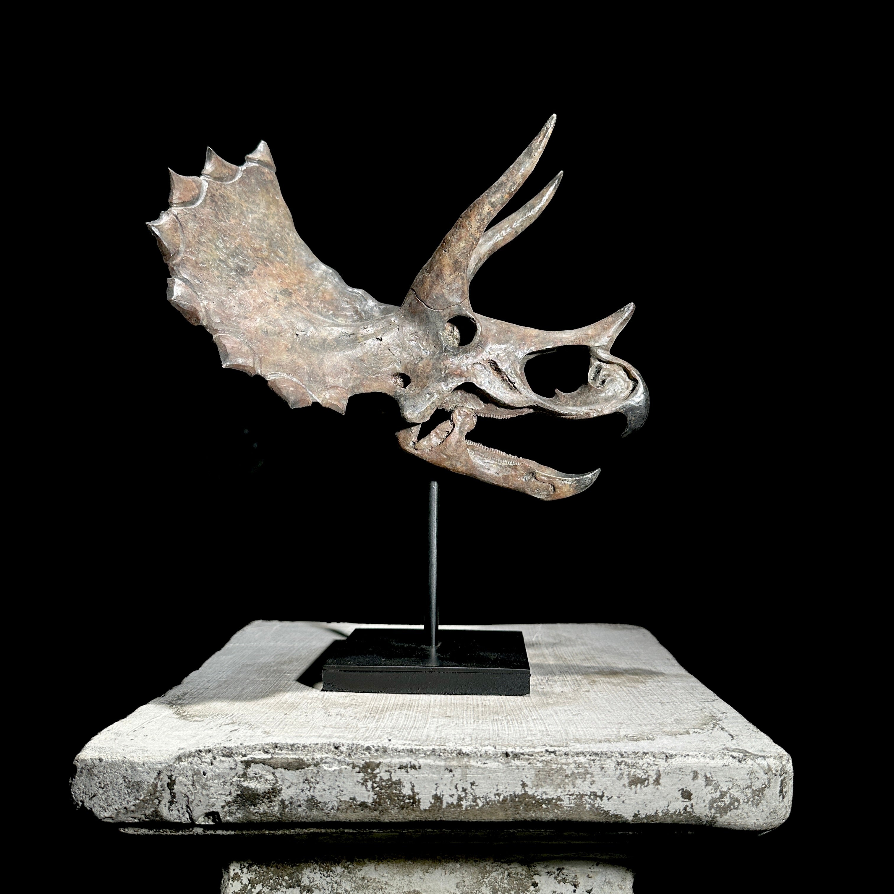 Triceratops Grey - RS003