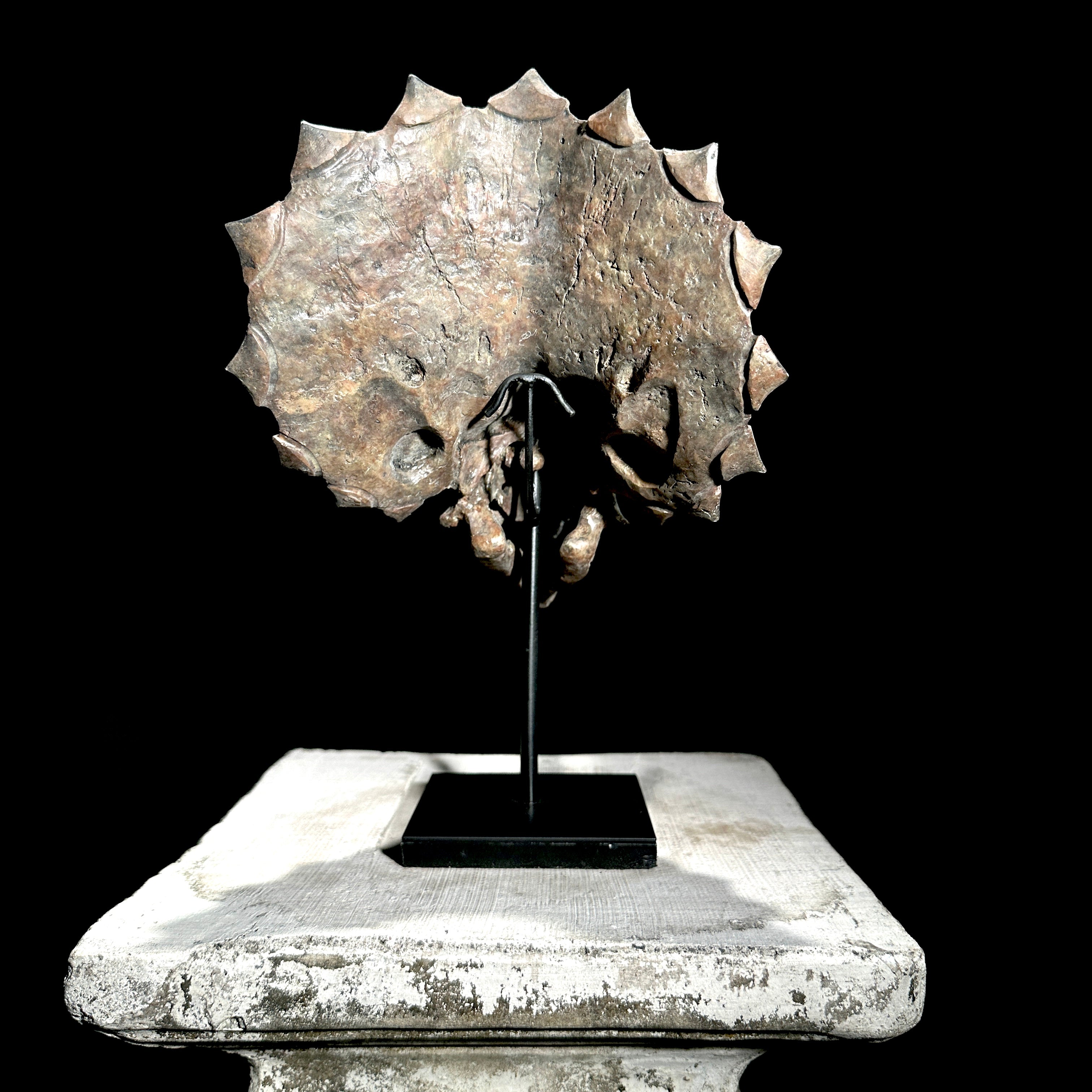 Triceratops Grey - RS003