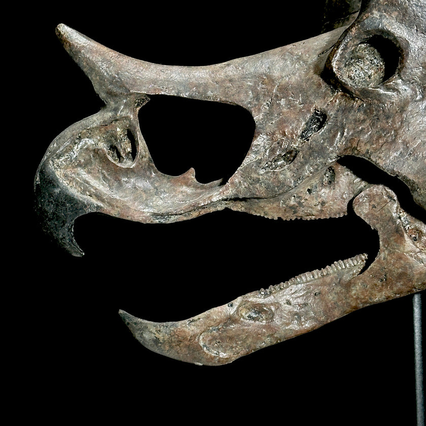 Triceratops Grey - RS003