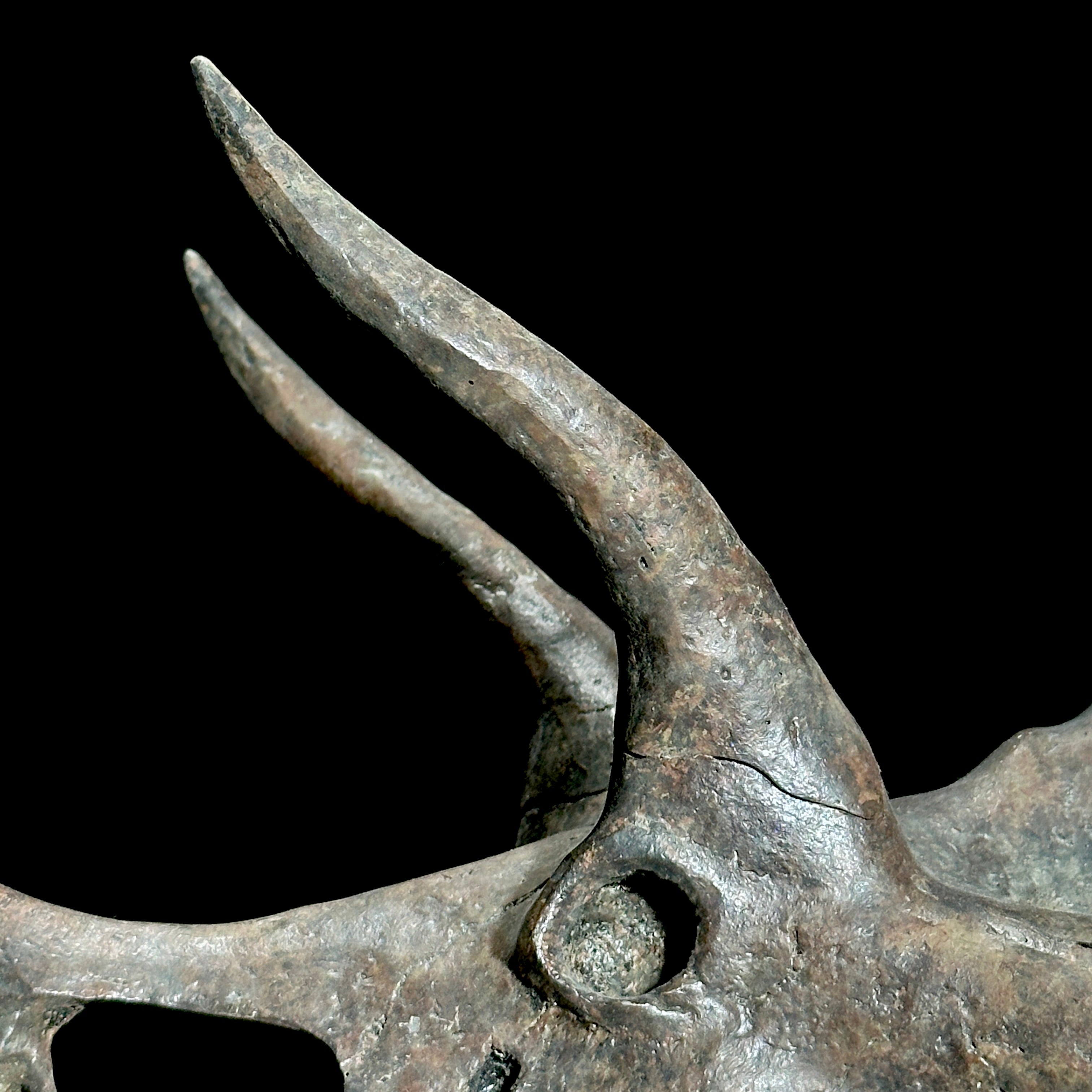 Triceratops Grey - RS003