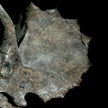 Triceratops Grey - RS003