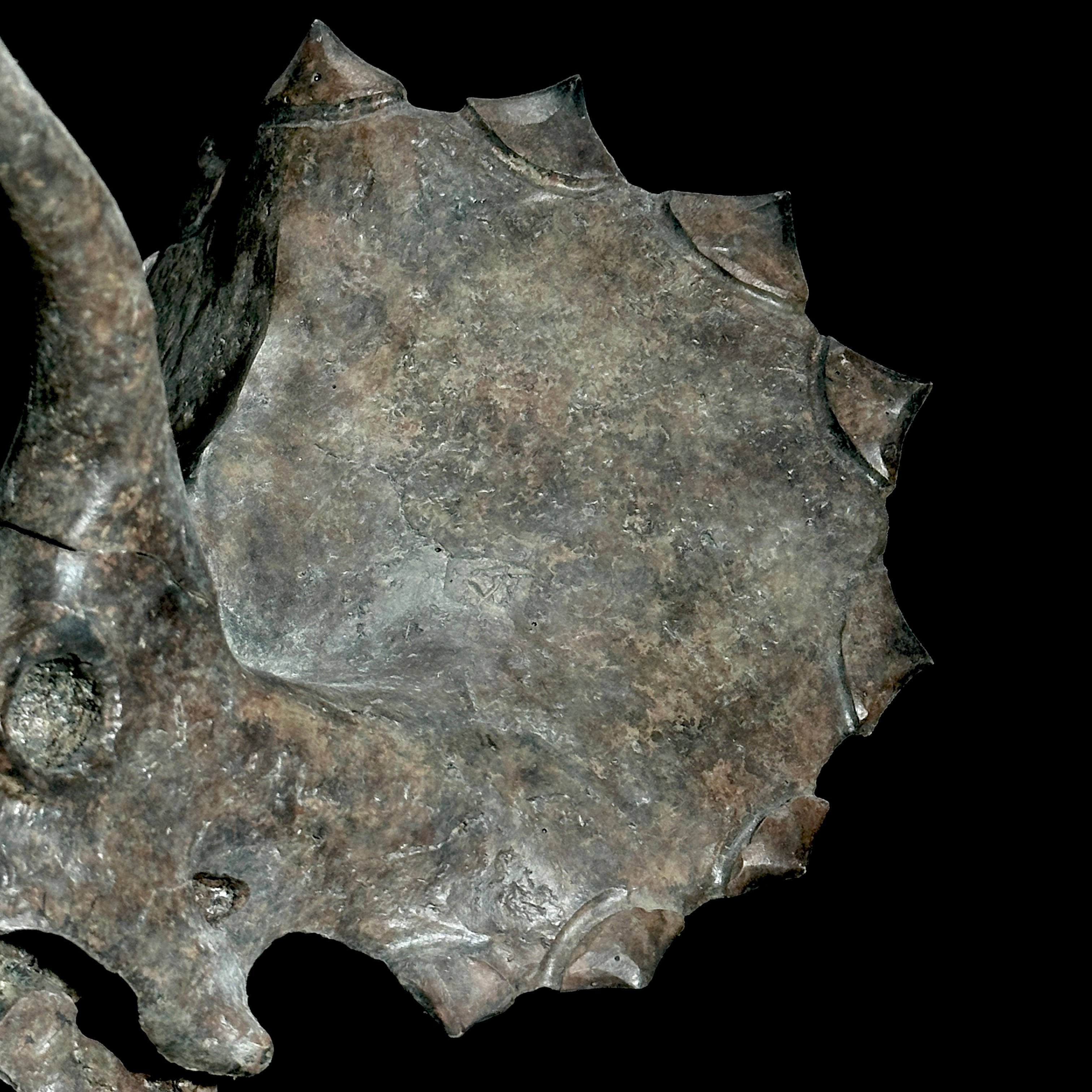 Triceratops Grey - RS003