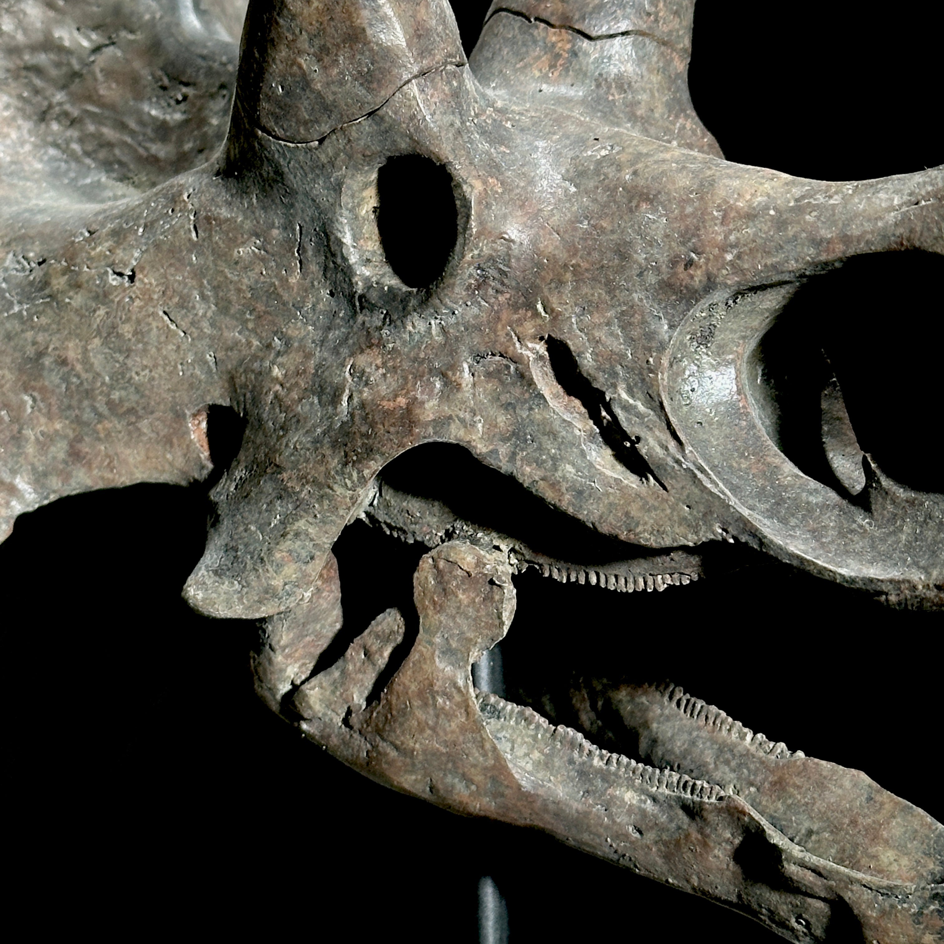 Triceratops Grey - RS003