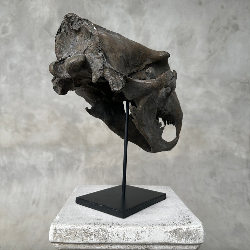 Polar Bear Brown - RS015