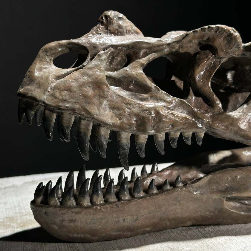 Ceratosaurus Brown - RS008