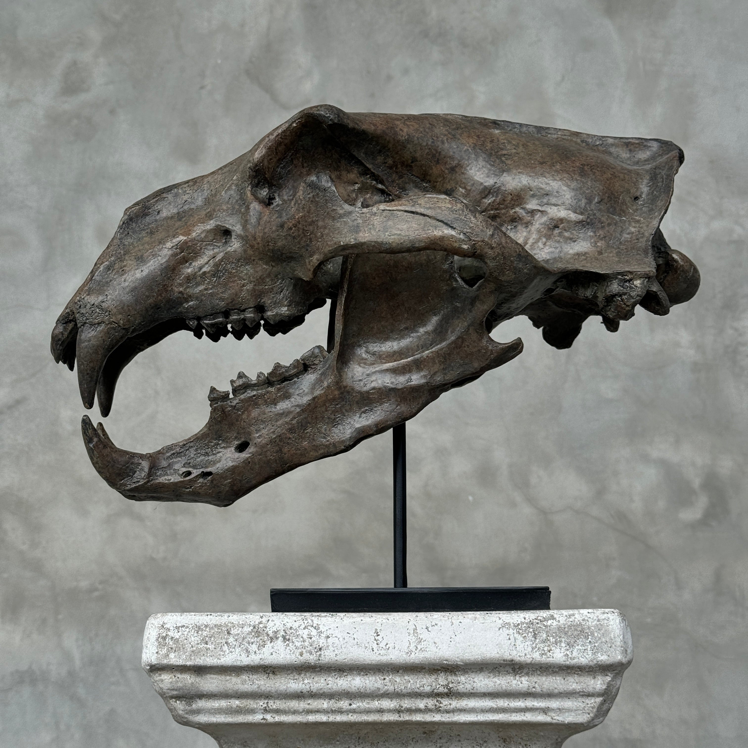 Polar Bear Brown - RS015