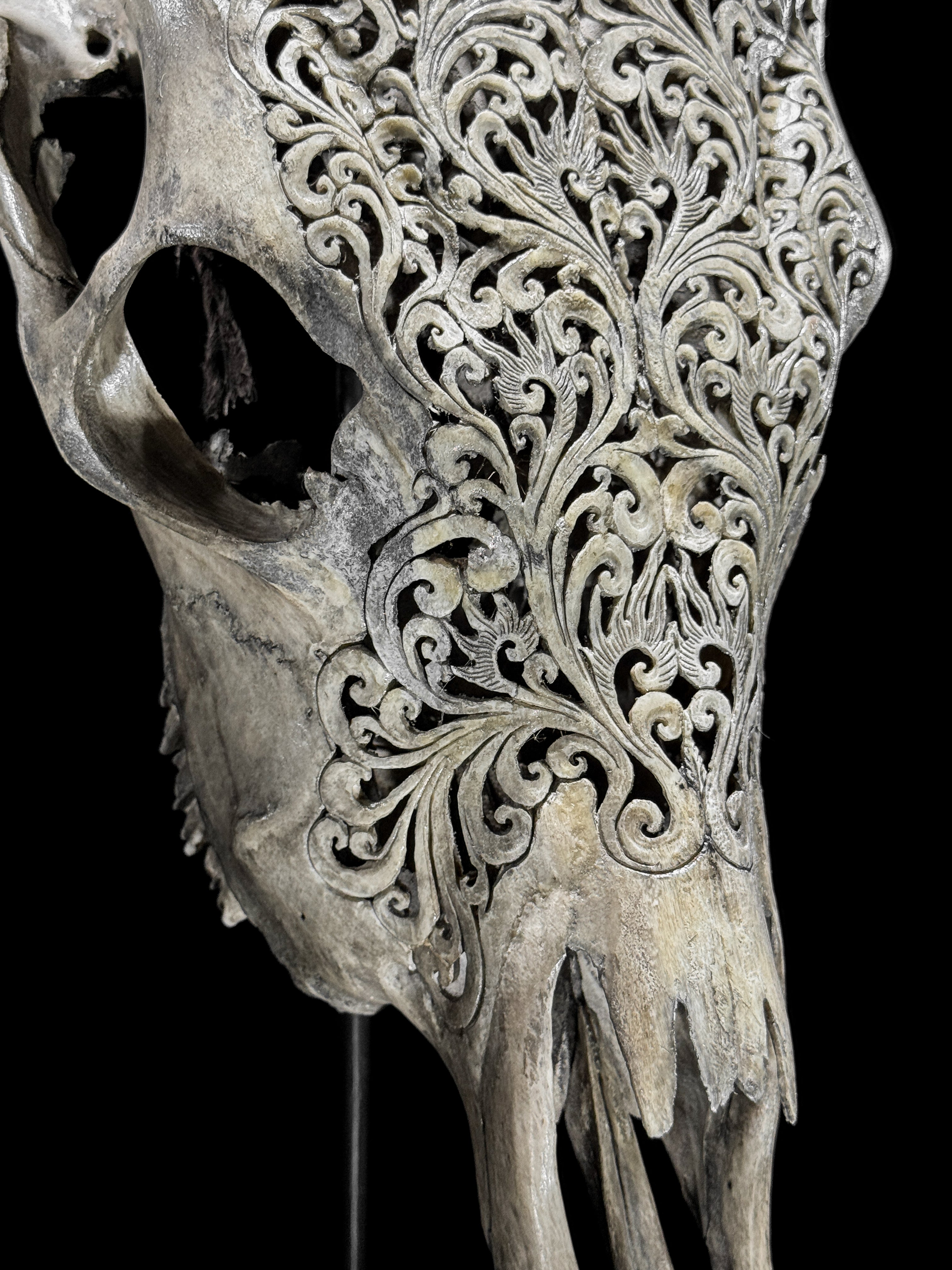 Fully carved cow skulls with Tradball Carving Skull,A/077