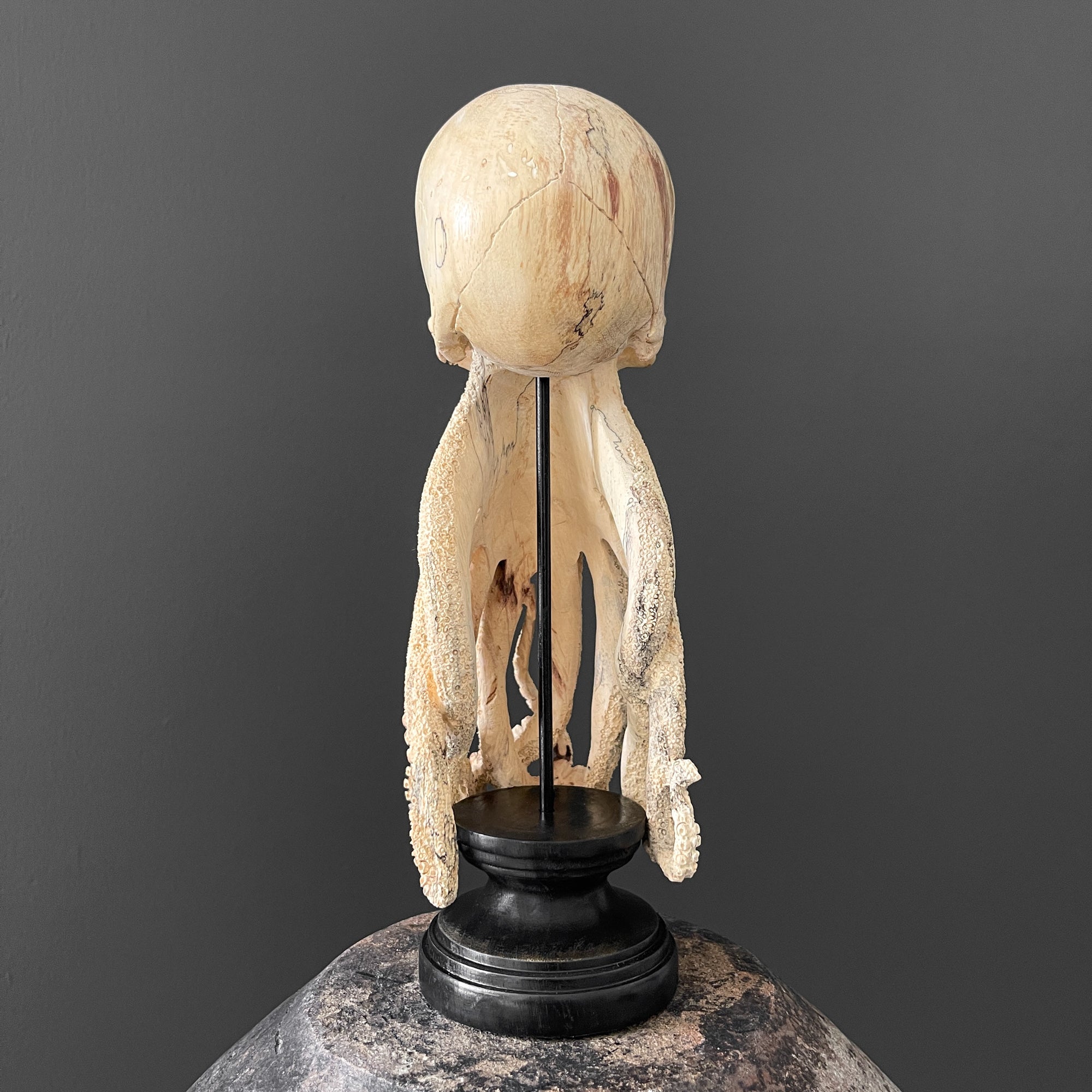 Tamarind Wood Skull with Carved Tentacles - 7S/110