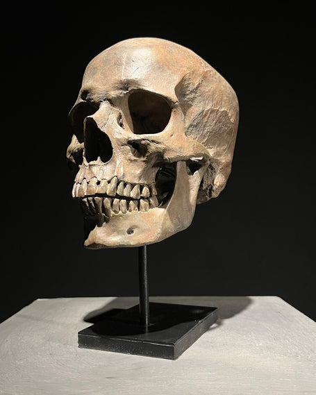 Human Skulls Replicas