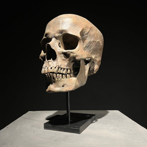 Human Skulls Replicas