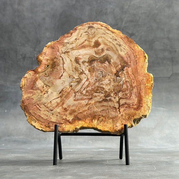 Petrified Wood