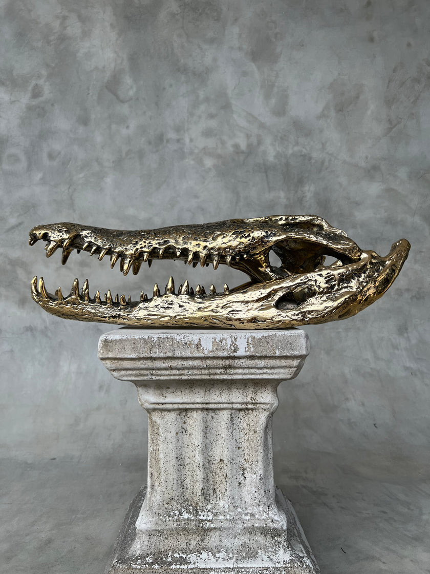 Crocodile Skull without Base Polished Bronze Large