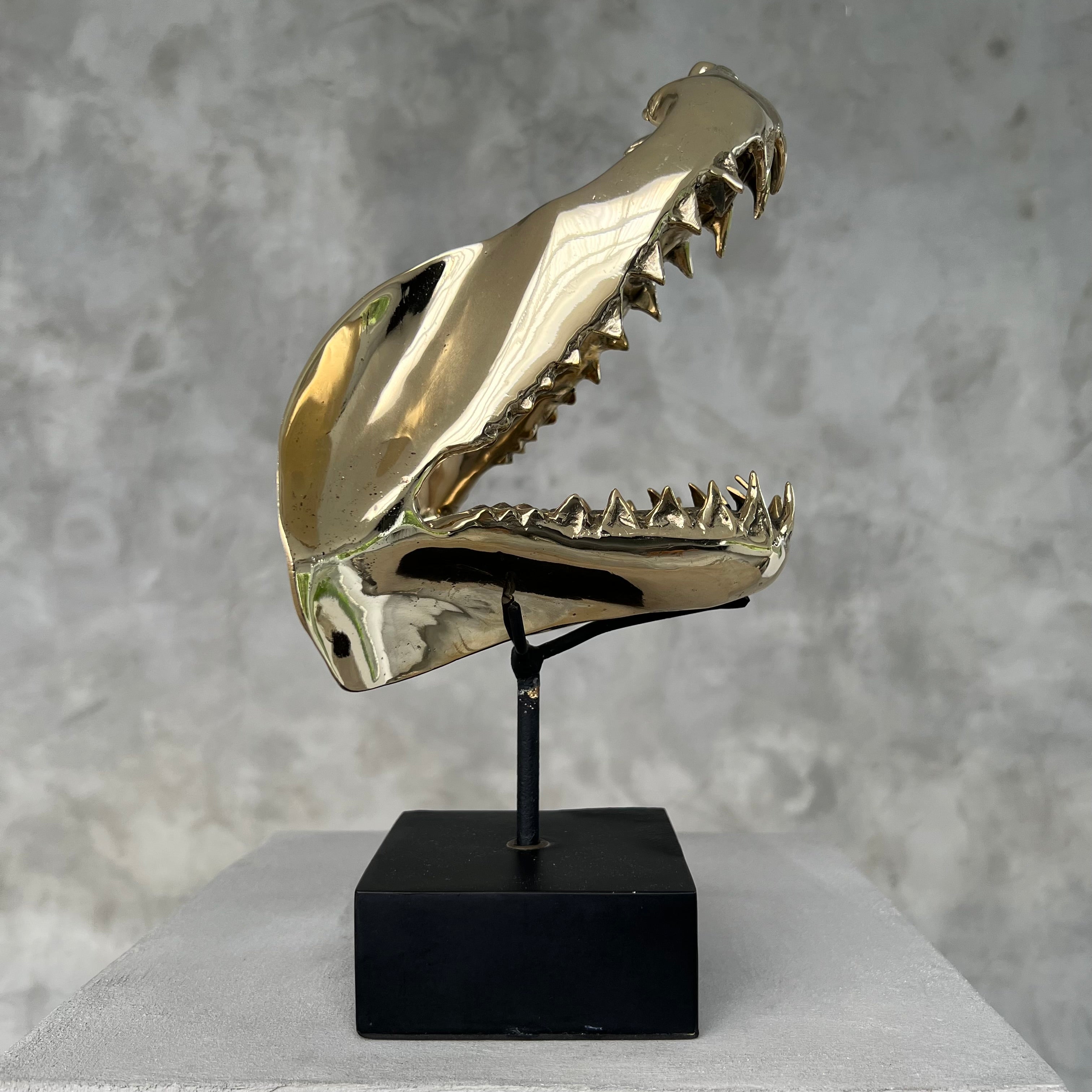 Shark Mako Jaw Polished Bronze - Medium