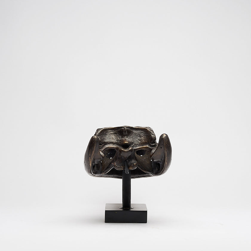 Gharial Skull 60 cm - Large Brown