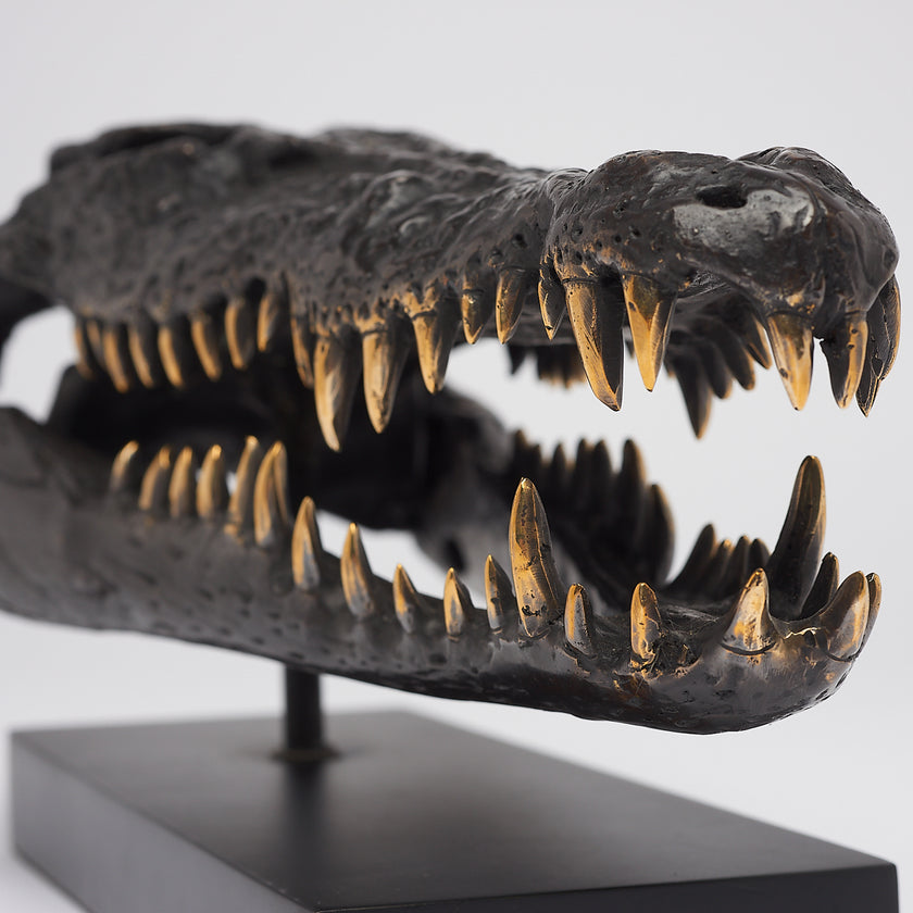 Crocodile Skull Saltwater Brown with Polished Teeth