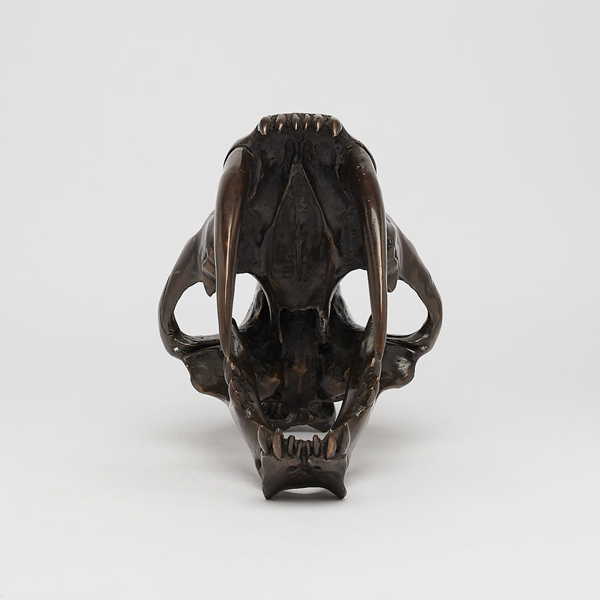 Tiger Saber Tooth Brown Bronze - Large
