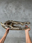 Crocodile Skull without Base Polished Bronze Large