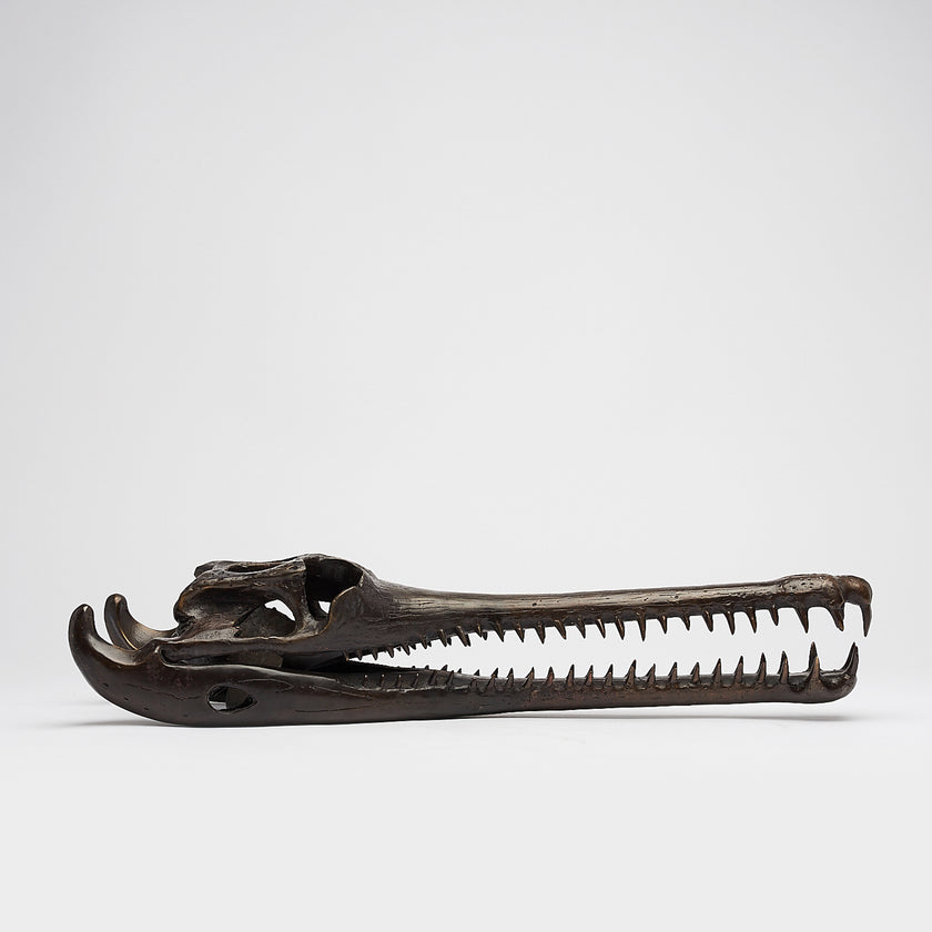 Gharial Skull 60 cm - Large Brown