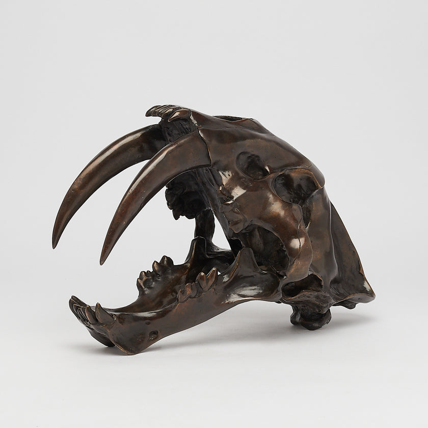 Tiger Saber Tooth Brown Bronze - Large