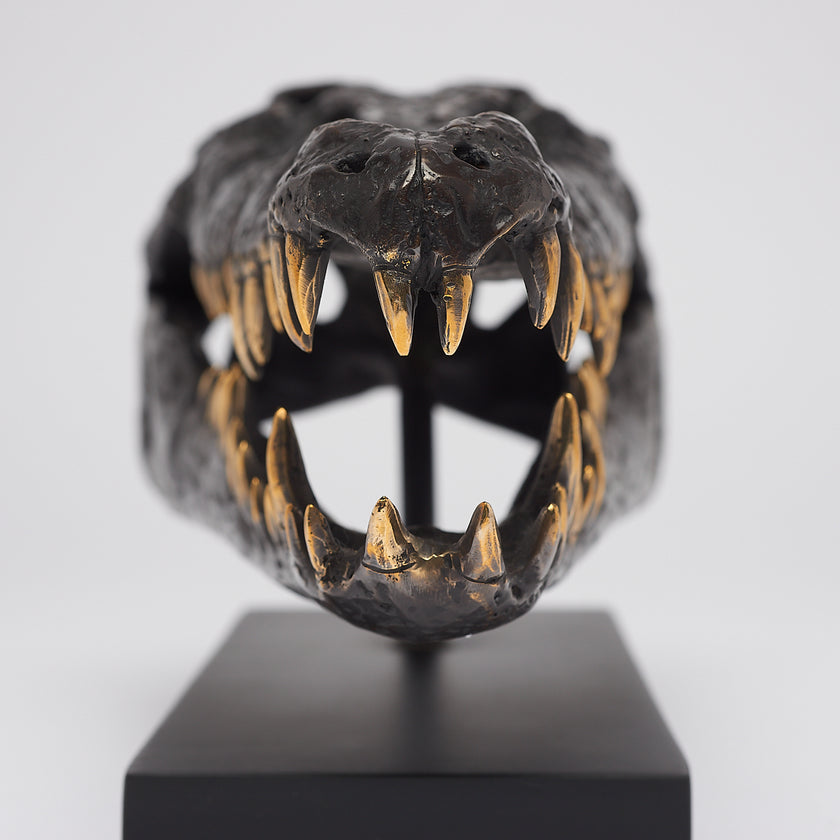 Crocodile Skull Saltwater Brown with Polished Teeth