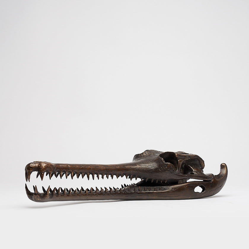 Gharial Skull 60 cm - Large Brown
