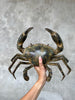 Crab Patinated Bronze - Medium