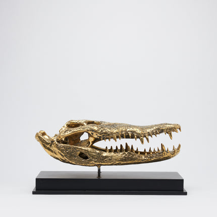 Crocodile Skull Polished 50cm - Large