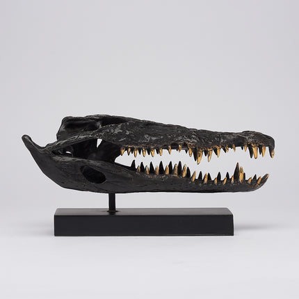 Crocodile Skull Saltwater Brown with Polished Teeth