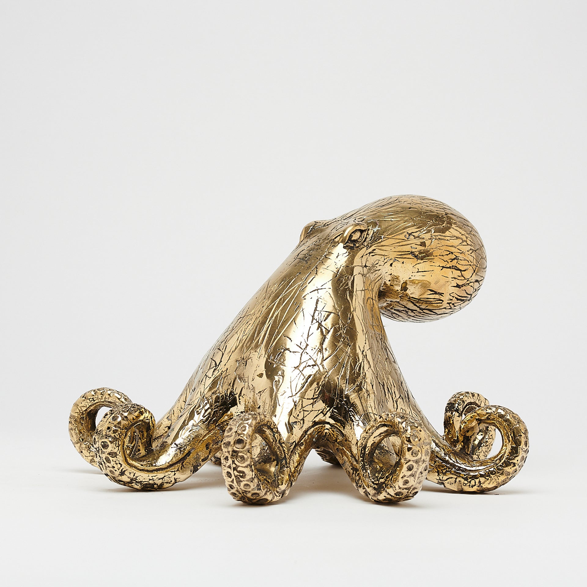 Octopus Polished Bronze - Medium