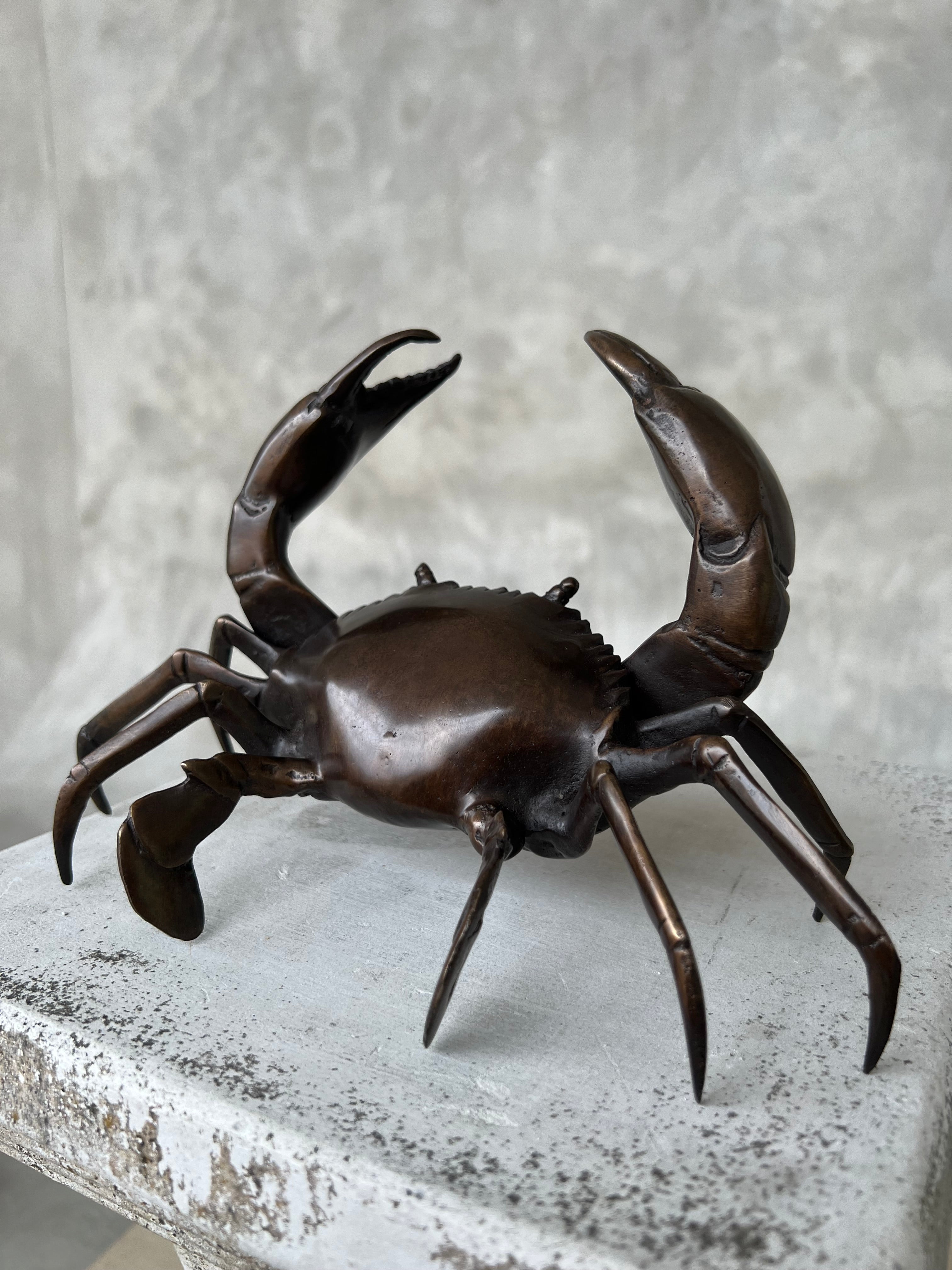 Crab Brown Bronze - S