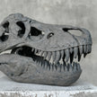 T-Rex Grey - RS006