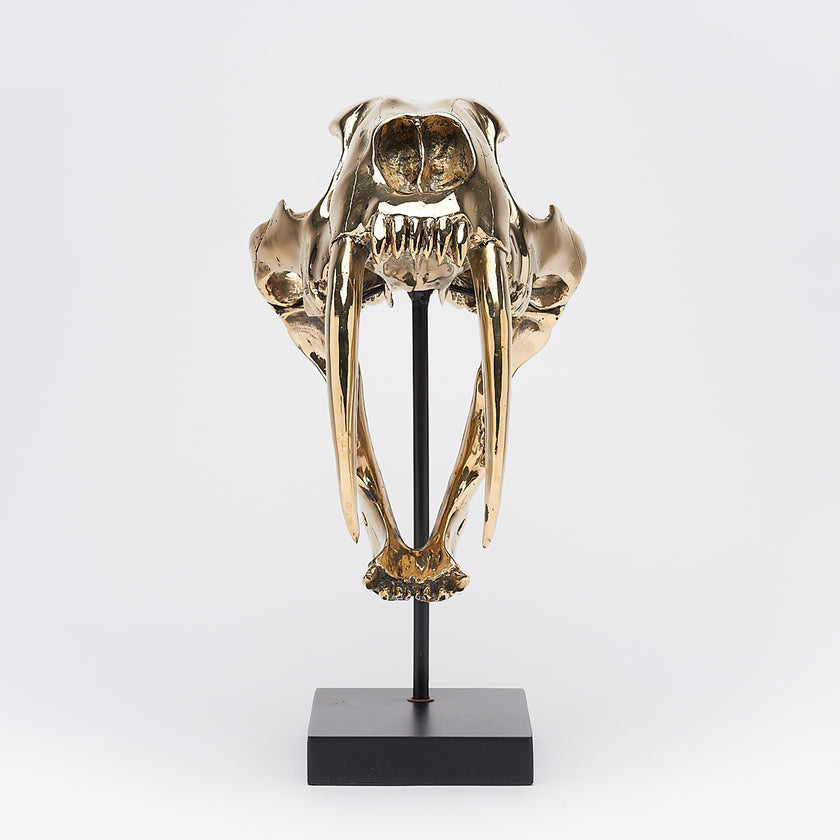 Sabretooth Tiger Polished Bronze on a Stand - Large