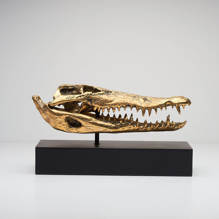 Crocodile Skull Polished 37cm - Medium