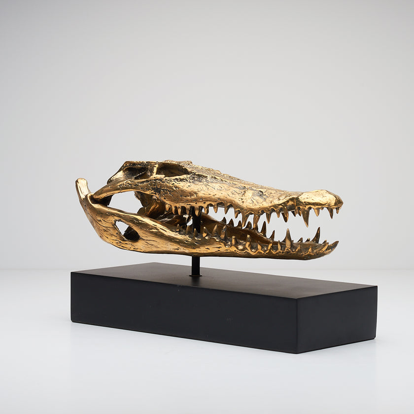 Crocodile Skull Polished 37cm - Medium
