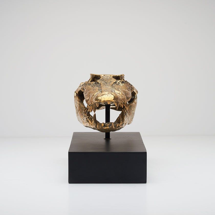 Crocodile Skull Polished 37cm - Medium