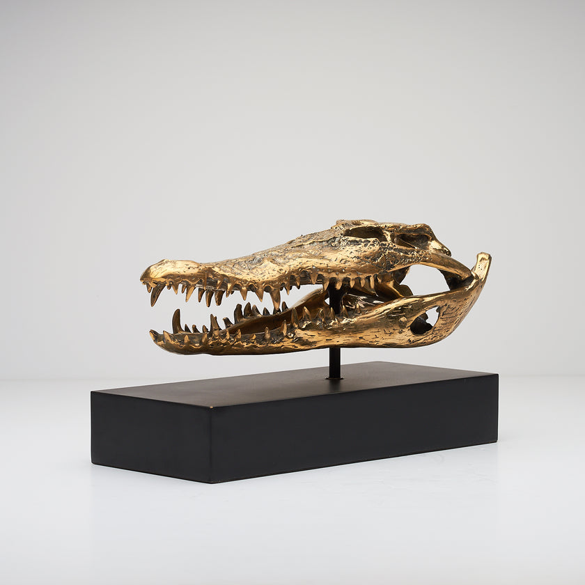 Crocodile Skull Polished 37cm - Medium