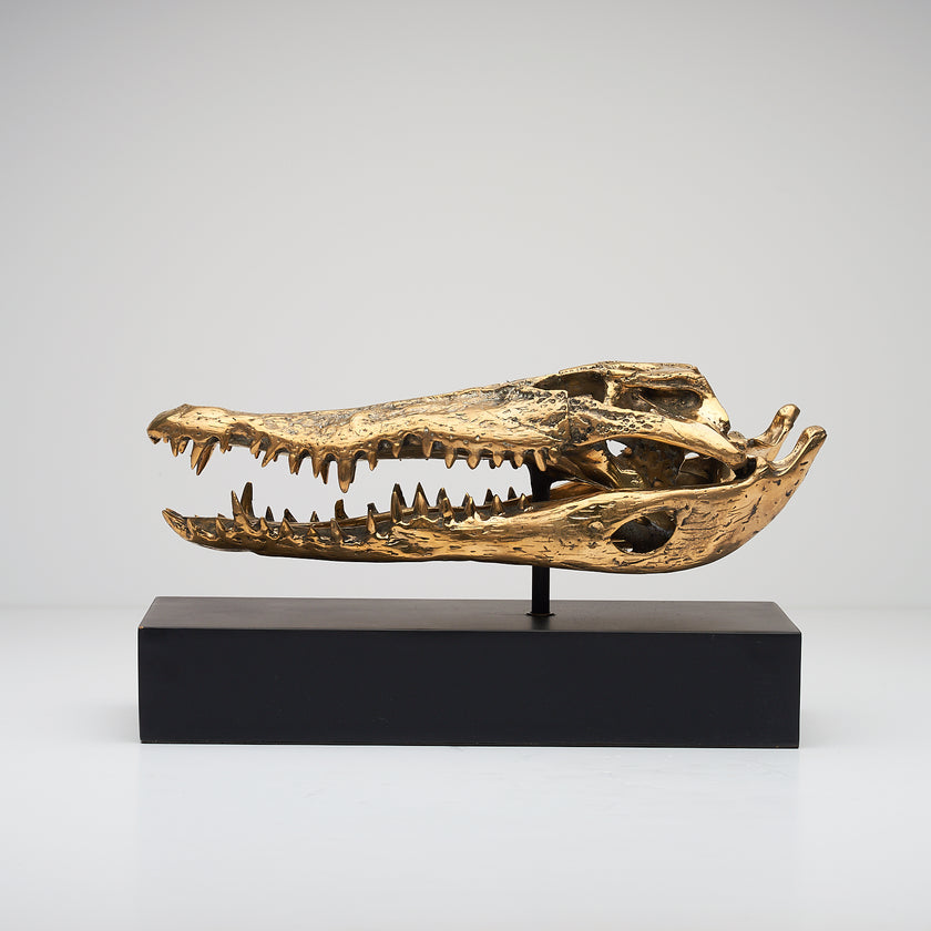Crocodile Skull Polished 37cm - Medium