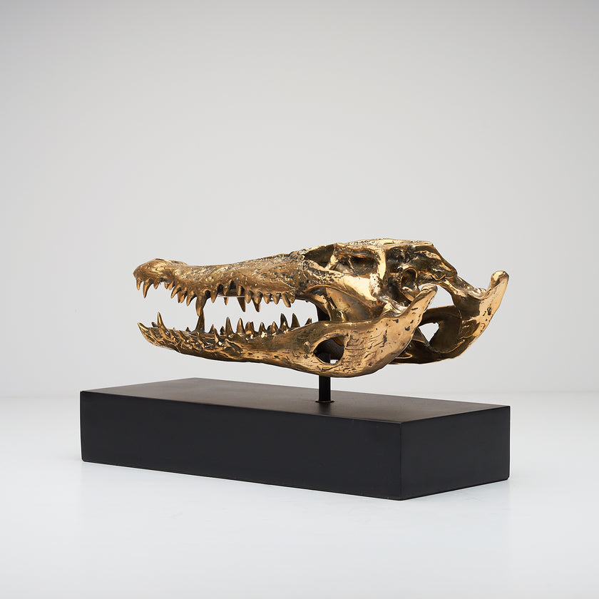 Crocodile Skull Polished 37cm - Medium