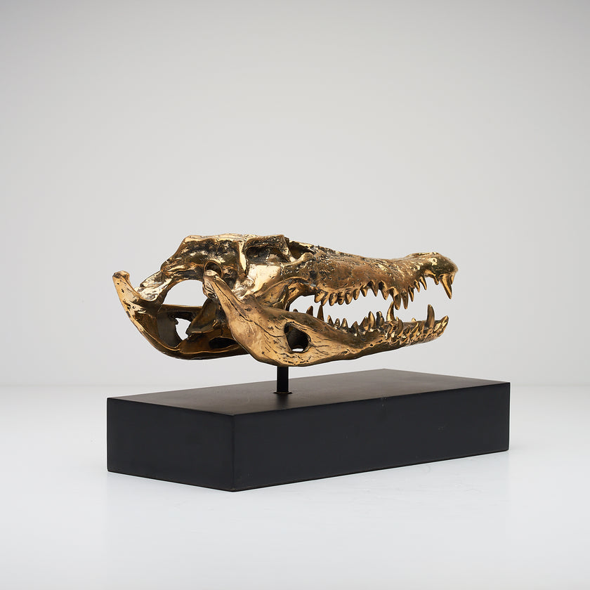 Crocodile Skull Polished 37cm - Medium
