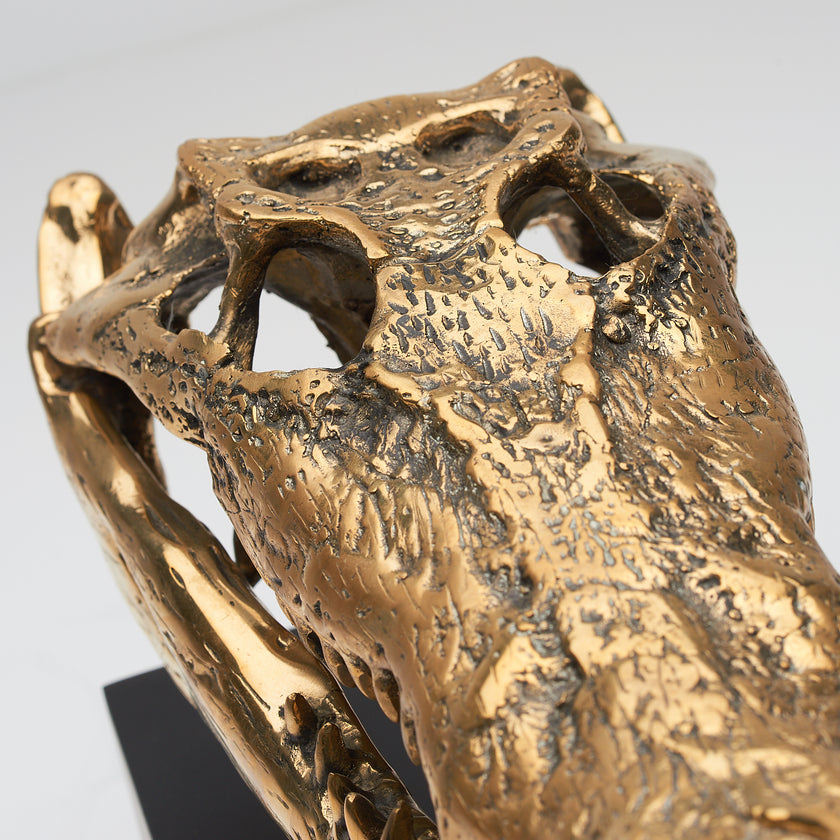 Crocodile Skull Polished 37cm - Medium