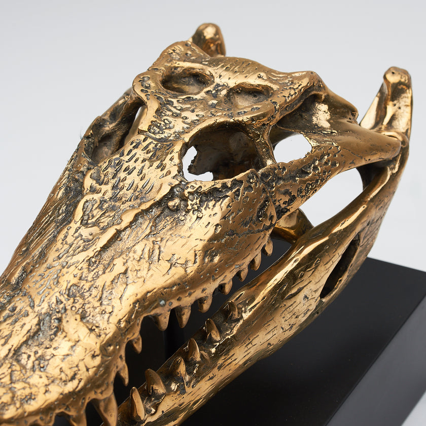 Crocodile Skull Polished 37cm - Medium