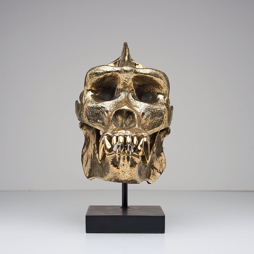 Gorilla Skull Western Lowland Polished Thin Stand