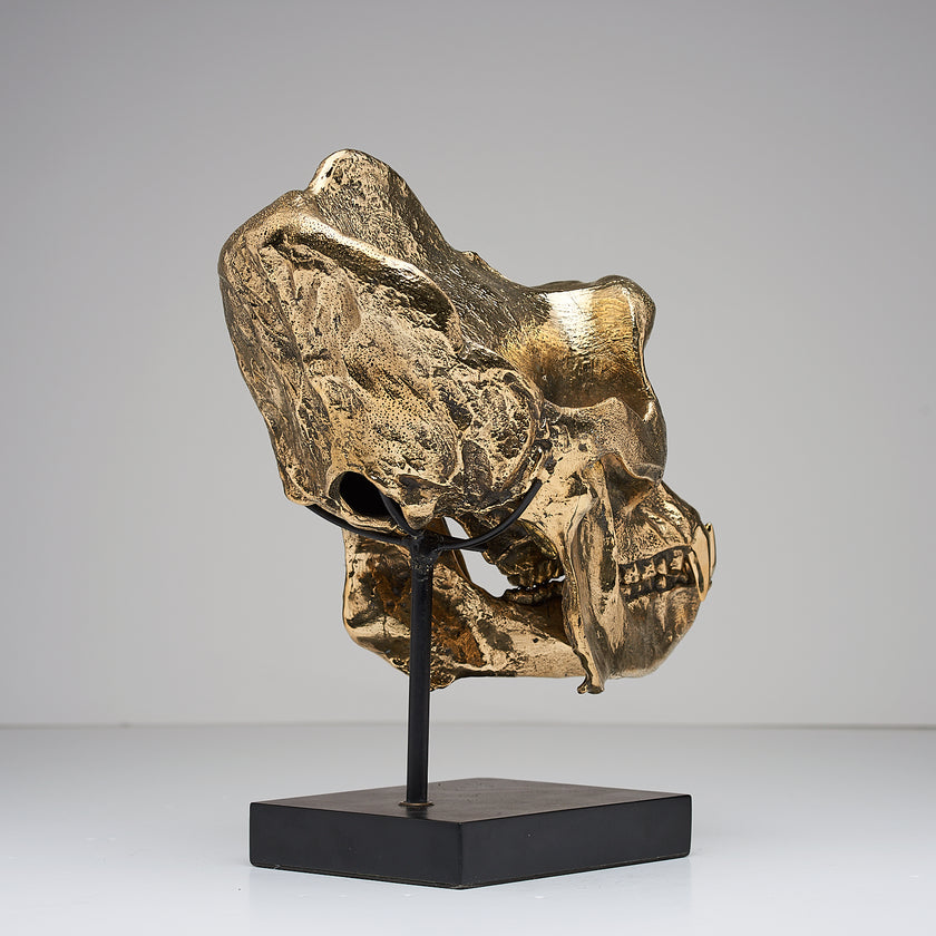 Gorilla Skull Western Lowland Polished Thin Stand