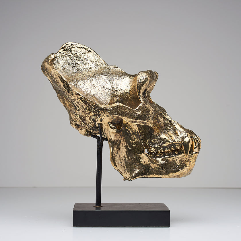 Gorilla Skull Western Lowland Polished Thin Stand