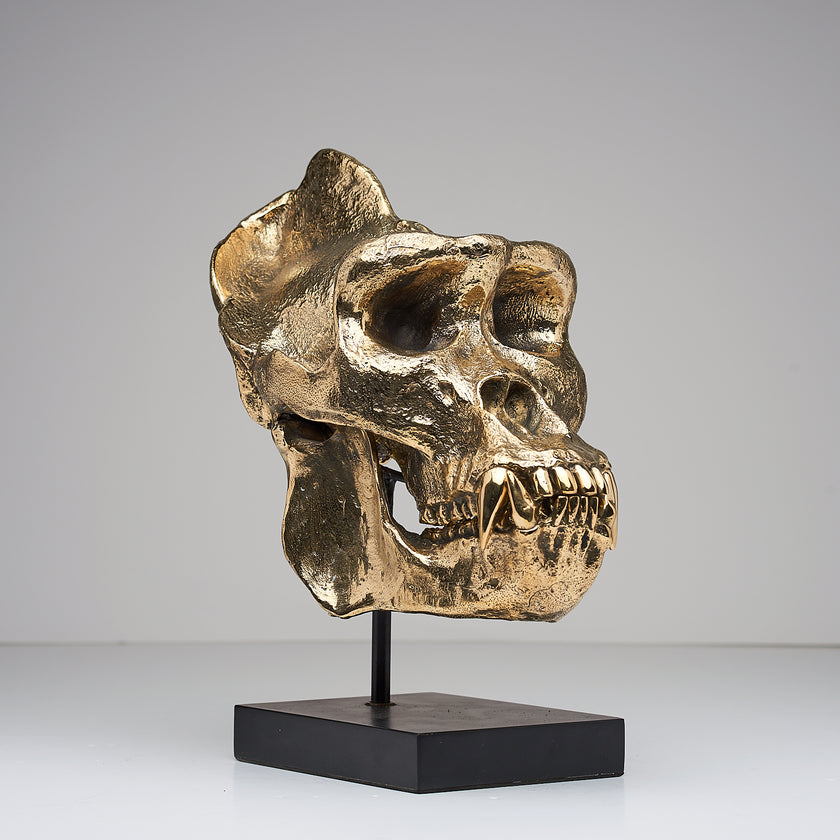 Gorilla Skull Western Lowland Polished Thin Stand