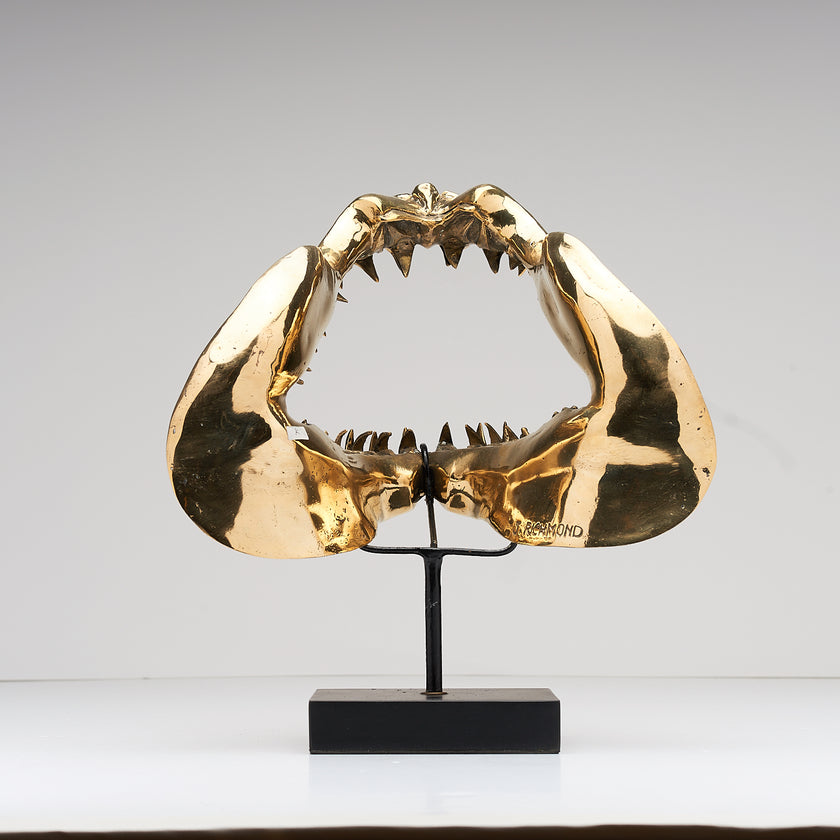 Shark Mako Jaw Polished Bronze