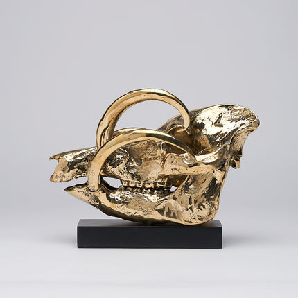 Babirusa Skull Polished Bronze