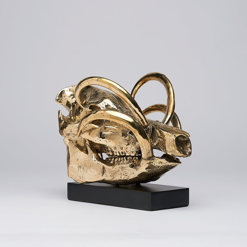 Babirusa Skull Polished Bronze